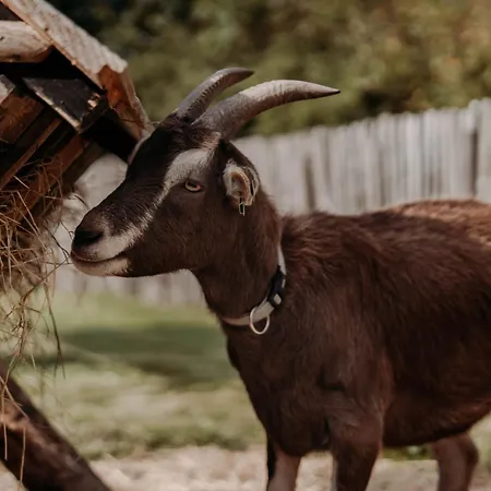 Kemp De Tulpenweide Breezand